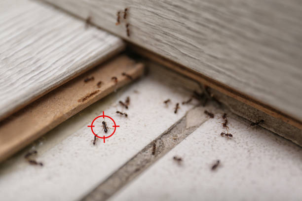 Best Ant Control Services  in Dana, NC